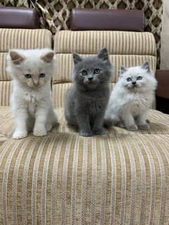 CUTE KITTENS AVAILABLE