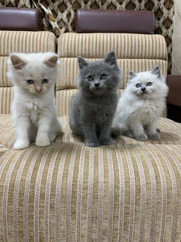 CUTE KITTENS AVAILABLE 0