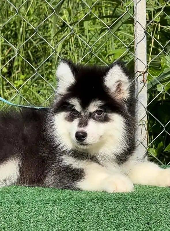 Siberianhusky puppie 0