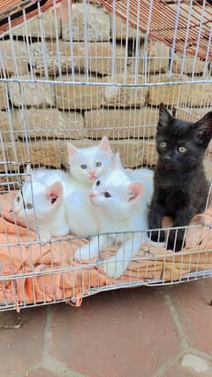 White Kittens for sale