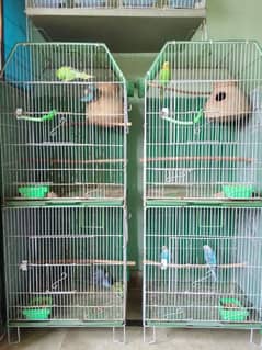 budgies