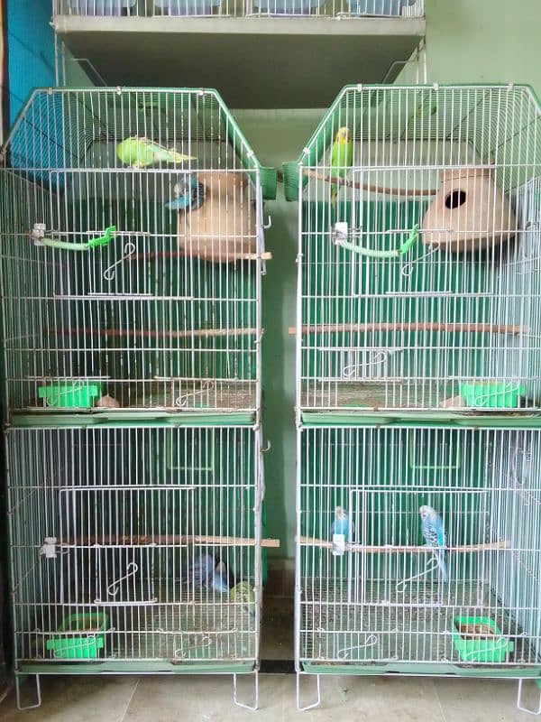 budgies 0