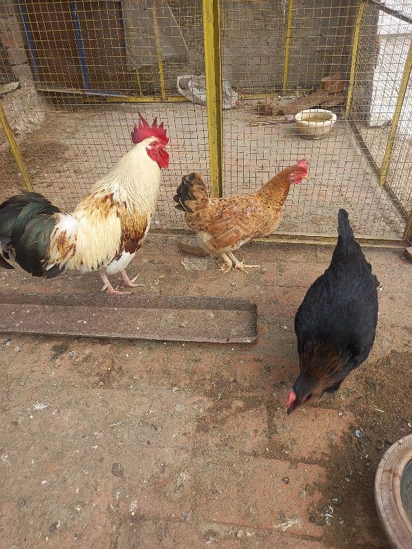 Hens For sale 0