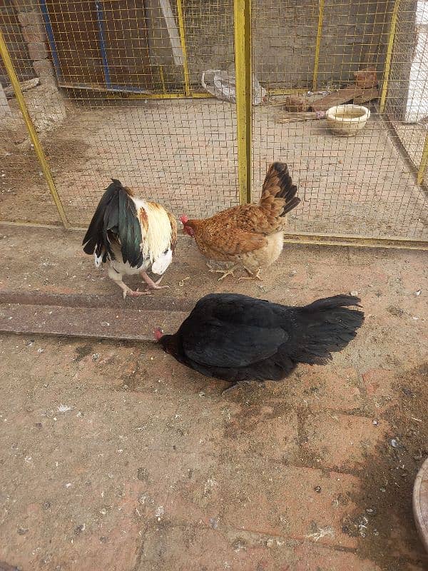 Hens For sale 1