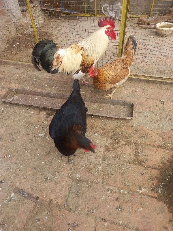 Hens For sale 3