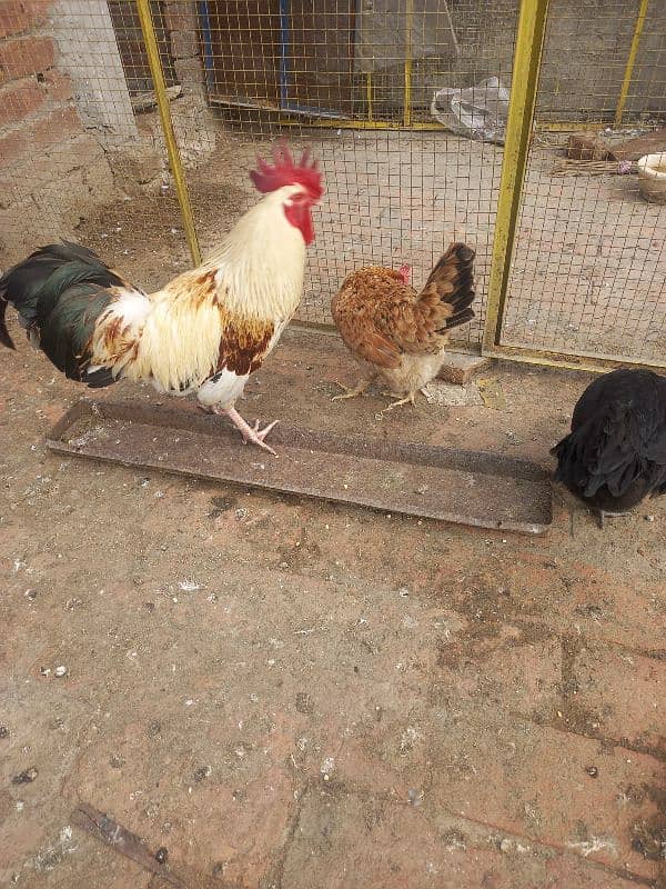 Hens For sale 5