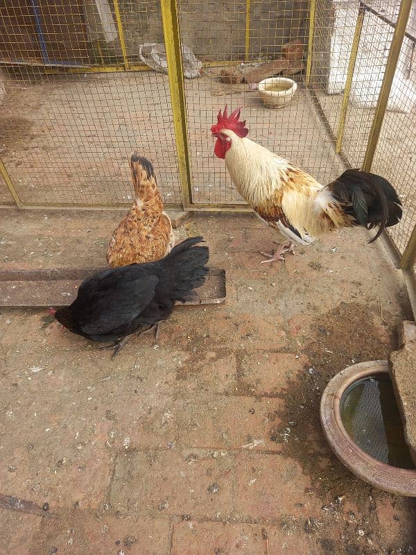 Hens For sale 6