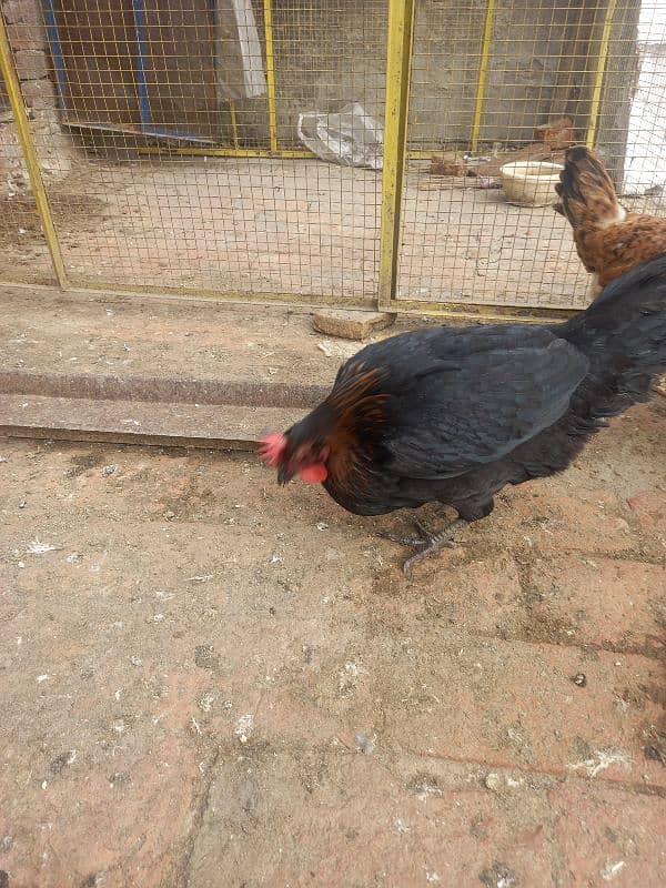 Hens For sale 8