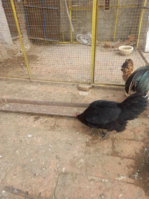 Hens For sale 9