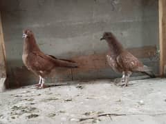 sherazi pair