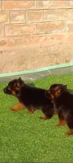 German shepherd puppies Double Coat My WhatsApp number 03001868066