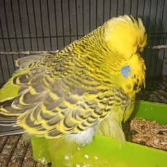 quality exhibition breeder male  budgie