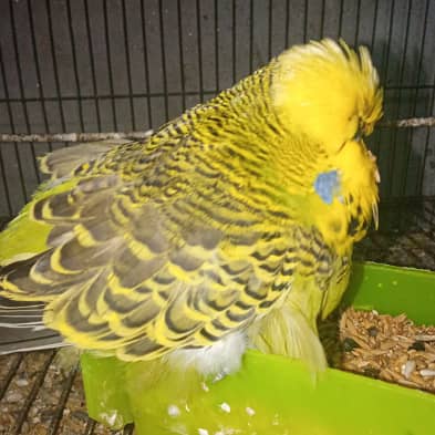 quality exhibition breeder male  budgie 0