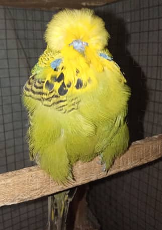 quality exhibition breeder male  budgie 1