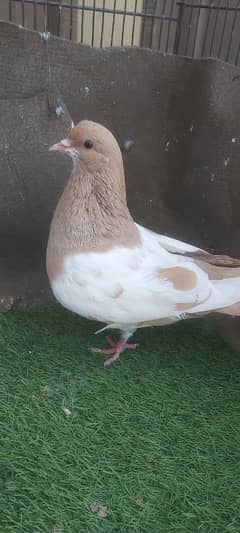 zard khal female gulli for sale