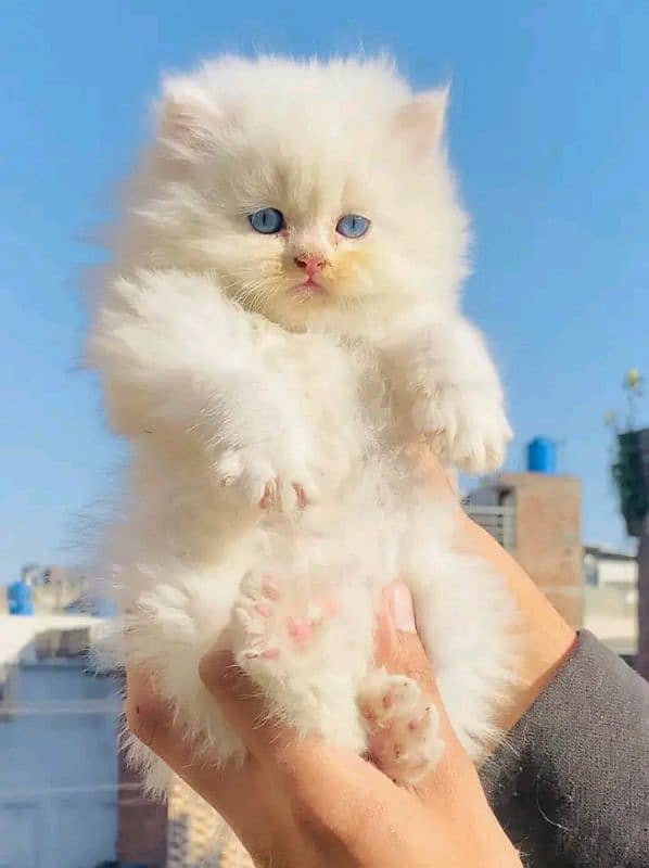 PERSIAN KITTEN FOR SALE ONLY CONTACT WHATUP number 03201711036 6