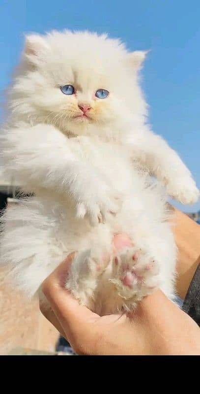 PERSIAN KITTEN FOR SALE ONLY CONTACT WHATUP number 03201711036 7