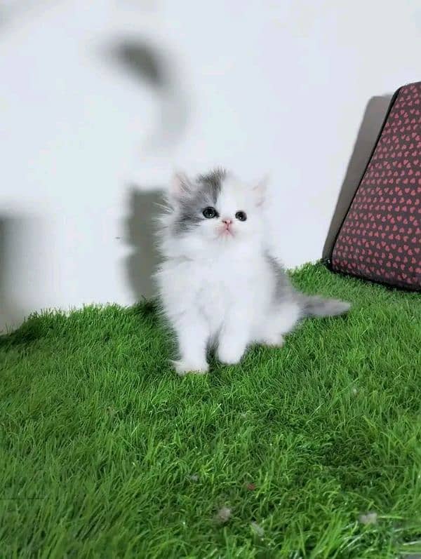 PERSIAN KITTEN FOR SALE ONLY CONTACT WHATUP number 03201711036 8