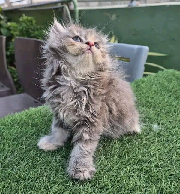 PERSIAN KITTEN FOR SALE ONLY CONTACT WHATUP number 03201711036 10