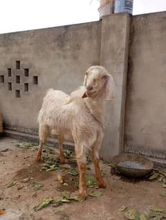 Qurbani