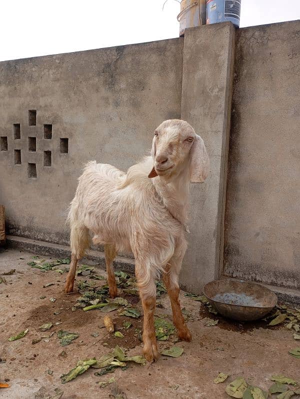 Qurbani k liye Bakra 0