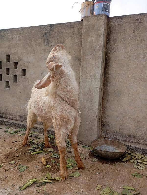 Qurbani k liye Bakra 1