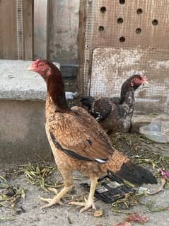 aseel hens for sale