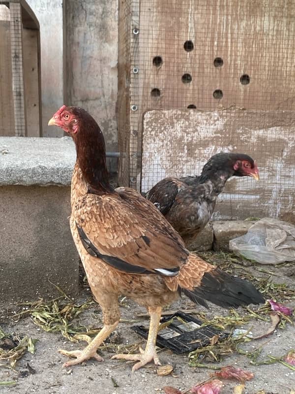 aseel hens for sale 1