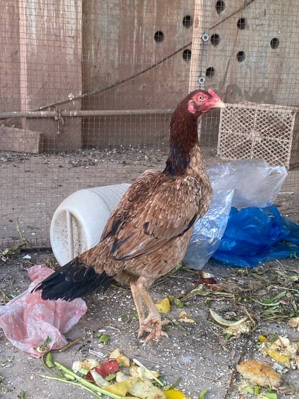 aseel hens for sale 2