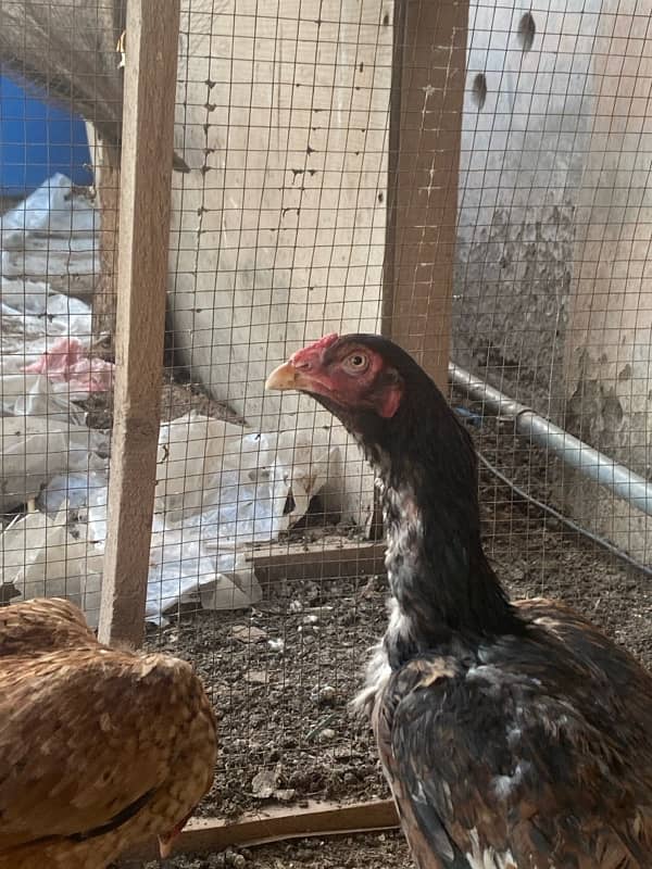 aseel hens for sale 3