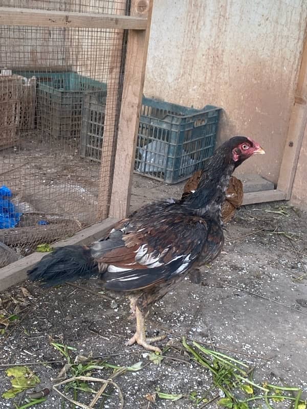 aseel hens for sale 4