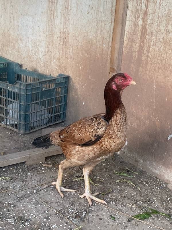 aseel hens for sale 5