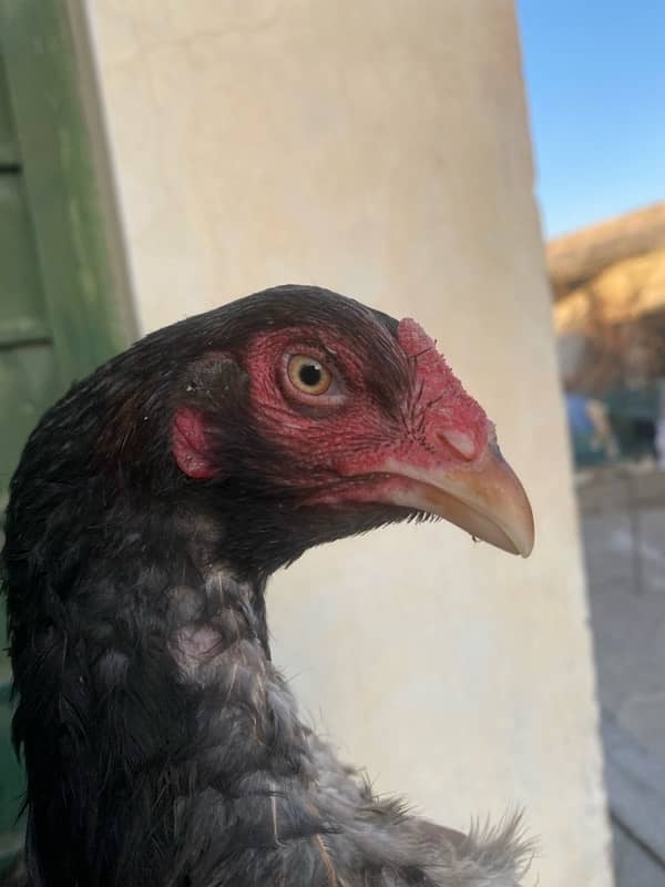 aseel hens for sale 6