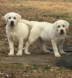 Labrador pedigree puppies available looking for a new home