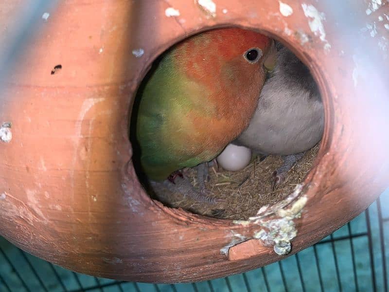 love birds 8