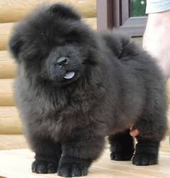 chow chow puppies available looking for a new home