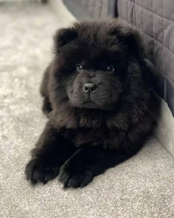 chow chow puppies available looking for a new home 1