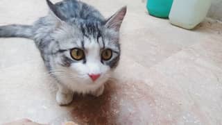 Cat Leo | Double Coated | Extremely Cute