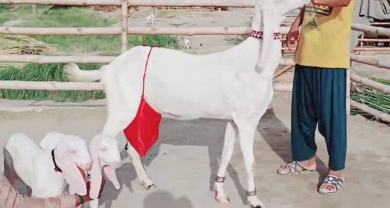 Rajanpuri Bakri Our 2 Bacchon Ka Sath For Sale CALL "_03130079851 0