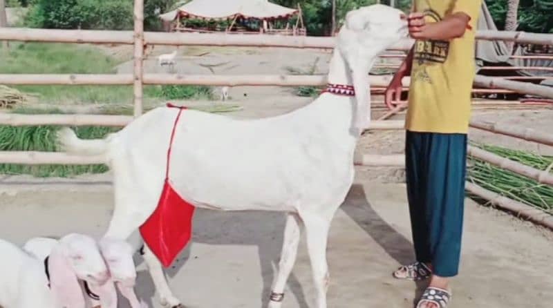 Rajanpuri Bakri Our 2 Bacchon Ka Sath For Sale CALL "_03130079851 1