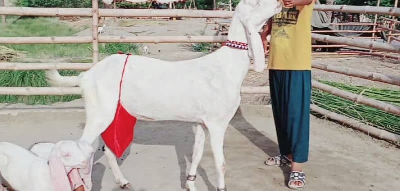 Rajanpuri Bakri Our 2 Bacchon Ka Sath For Sale CALL "_03130079851 3