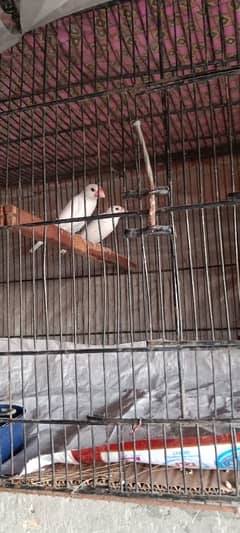 java breedar pair with cage and breeding box