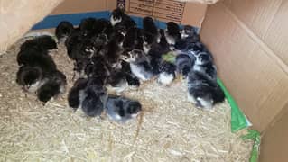 Australorp