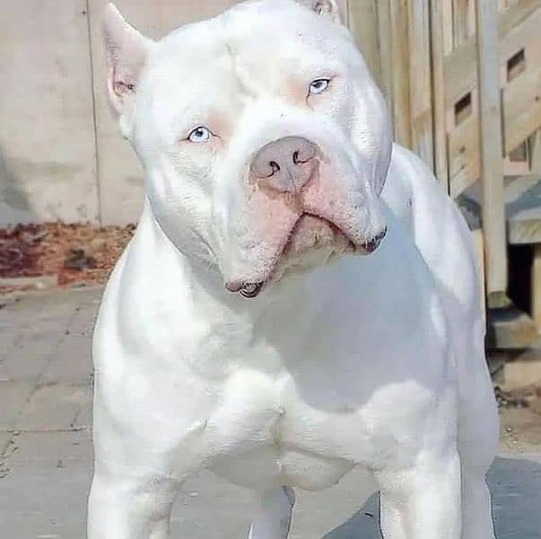 pitbull male puppy available white blue eyes 2