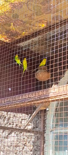 3 adult Australian parrots for sale per piece 600