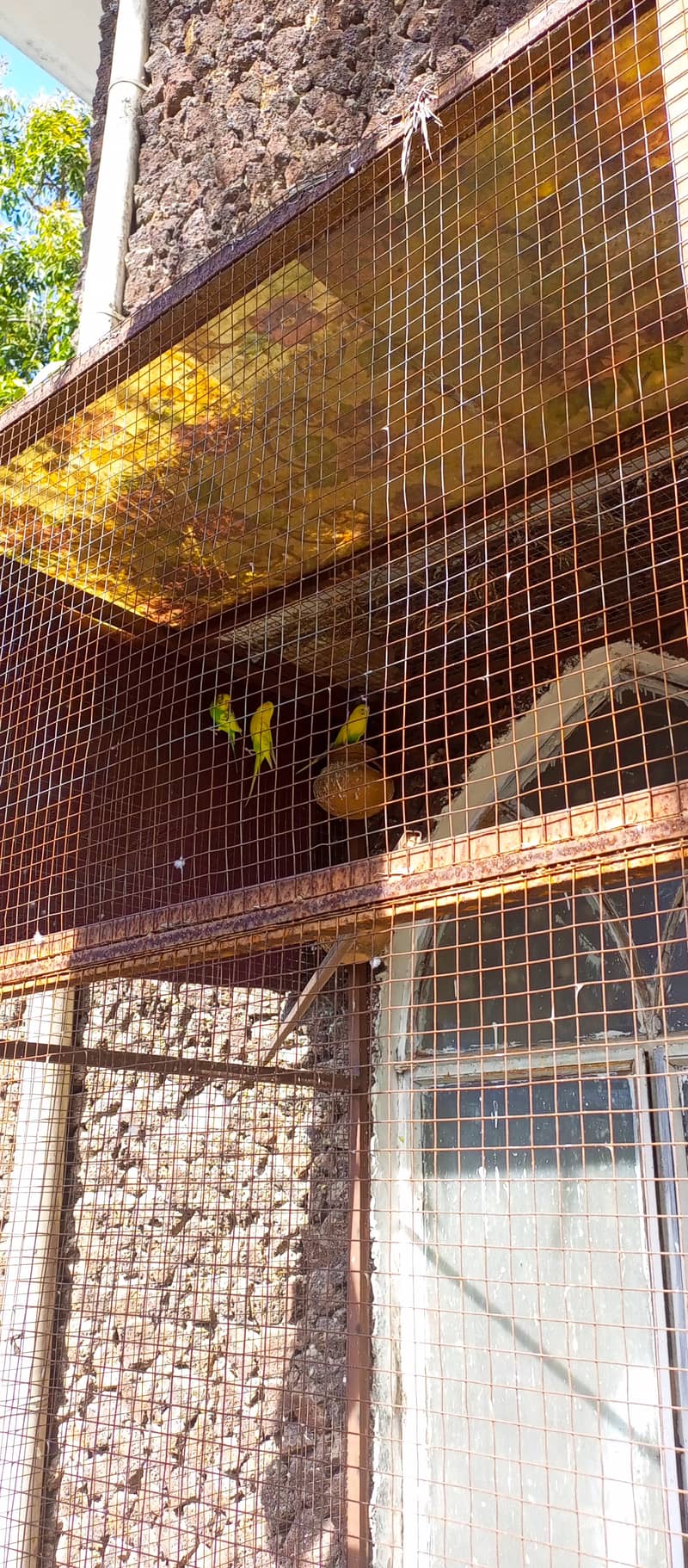 3 adult Australian parrots for sale per piece 600 1