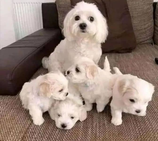 Maltese puppies available looking for a new home 0