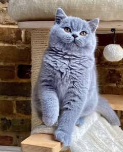 British shorthair kittens available import from Russia