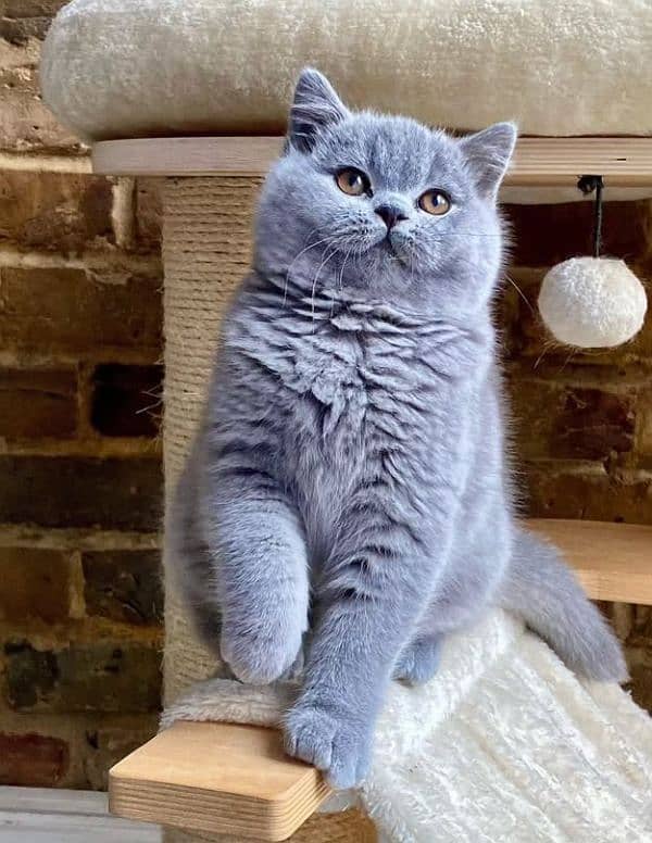 British shorthair kittens available import from Russia 1