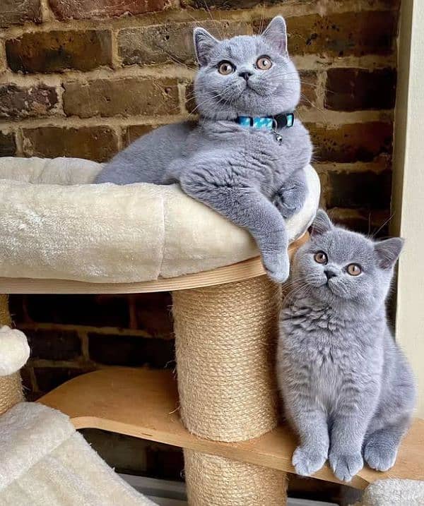 British shorthair kittens available import from Russia 2